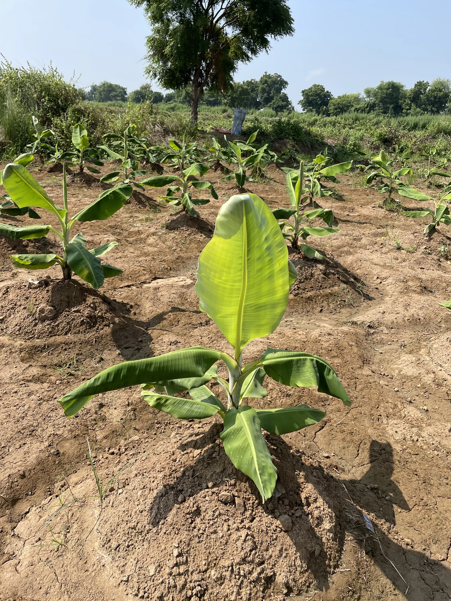 Young banana plants on the farm.