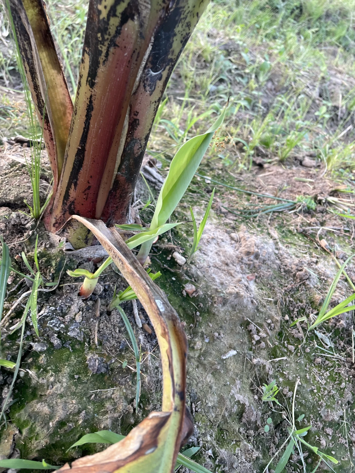 A small shoot beside the pseudostem.