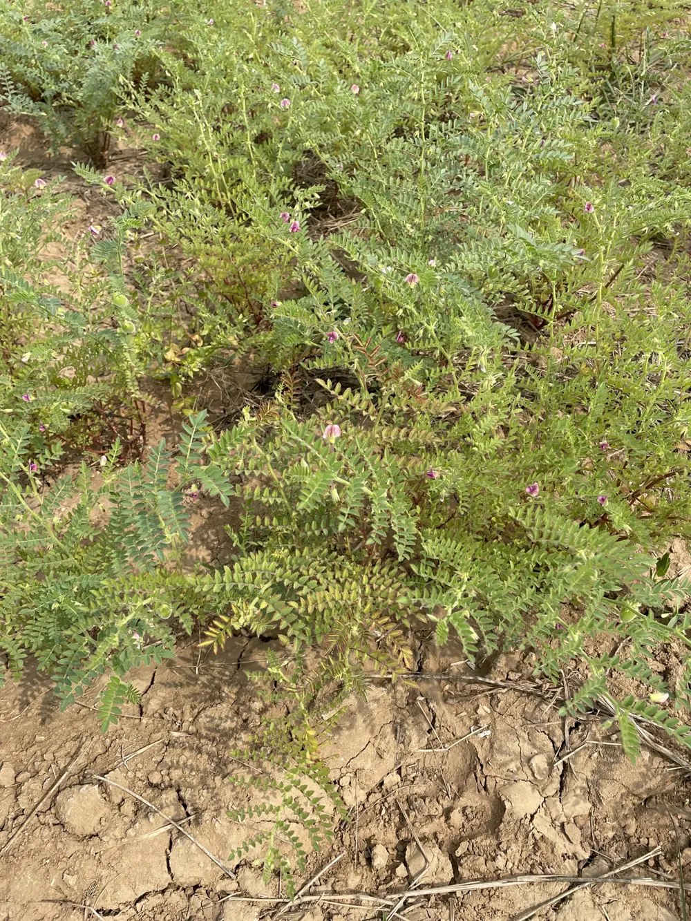 Small chana leaves and stems above dry soil.