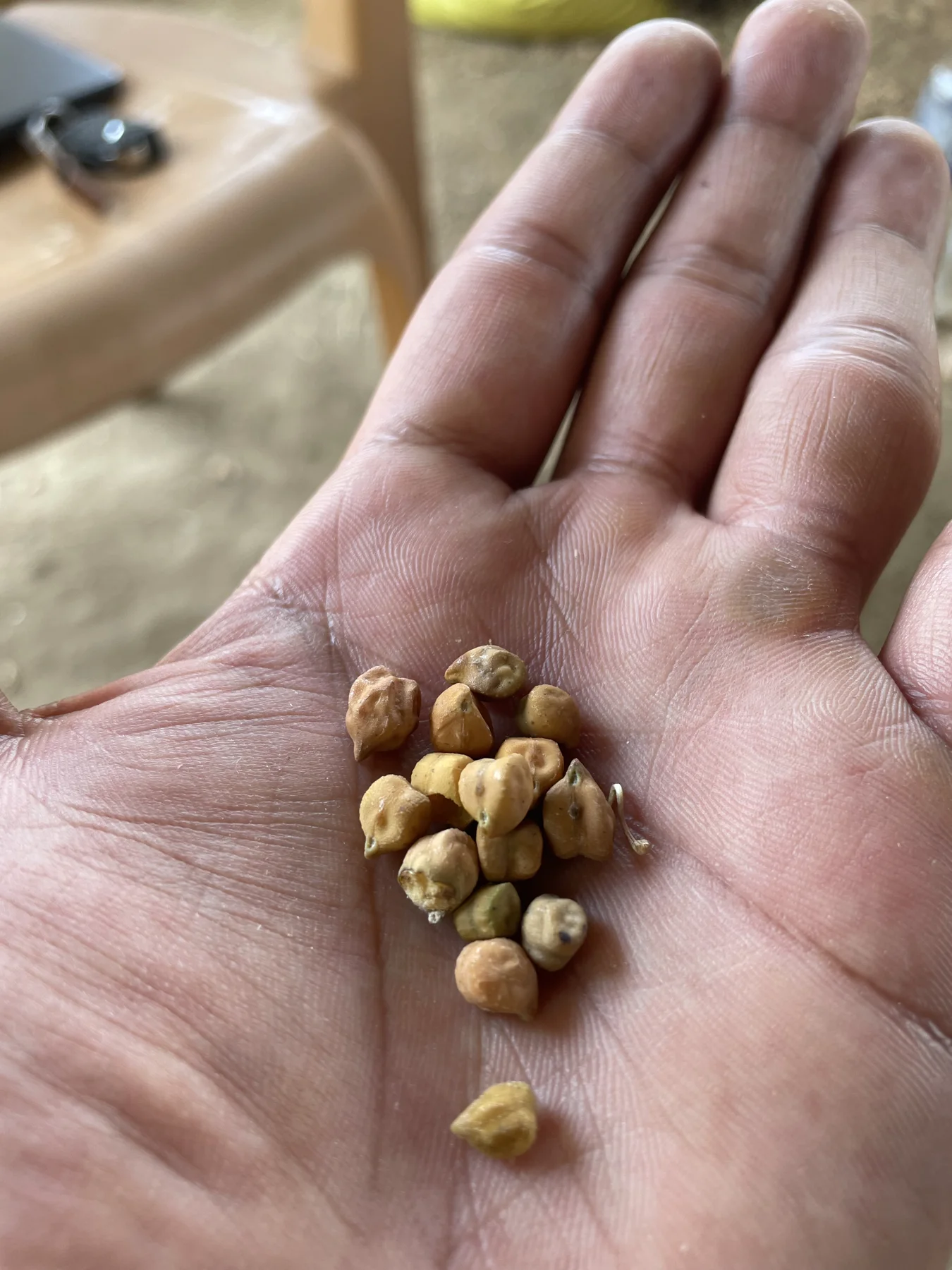 Dried chana from the farm archive.