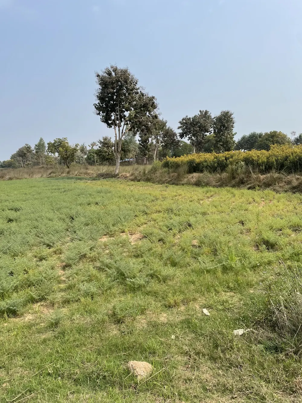 A wider view of the chana crop and trees along the field edge.