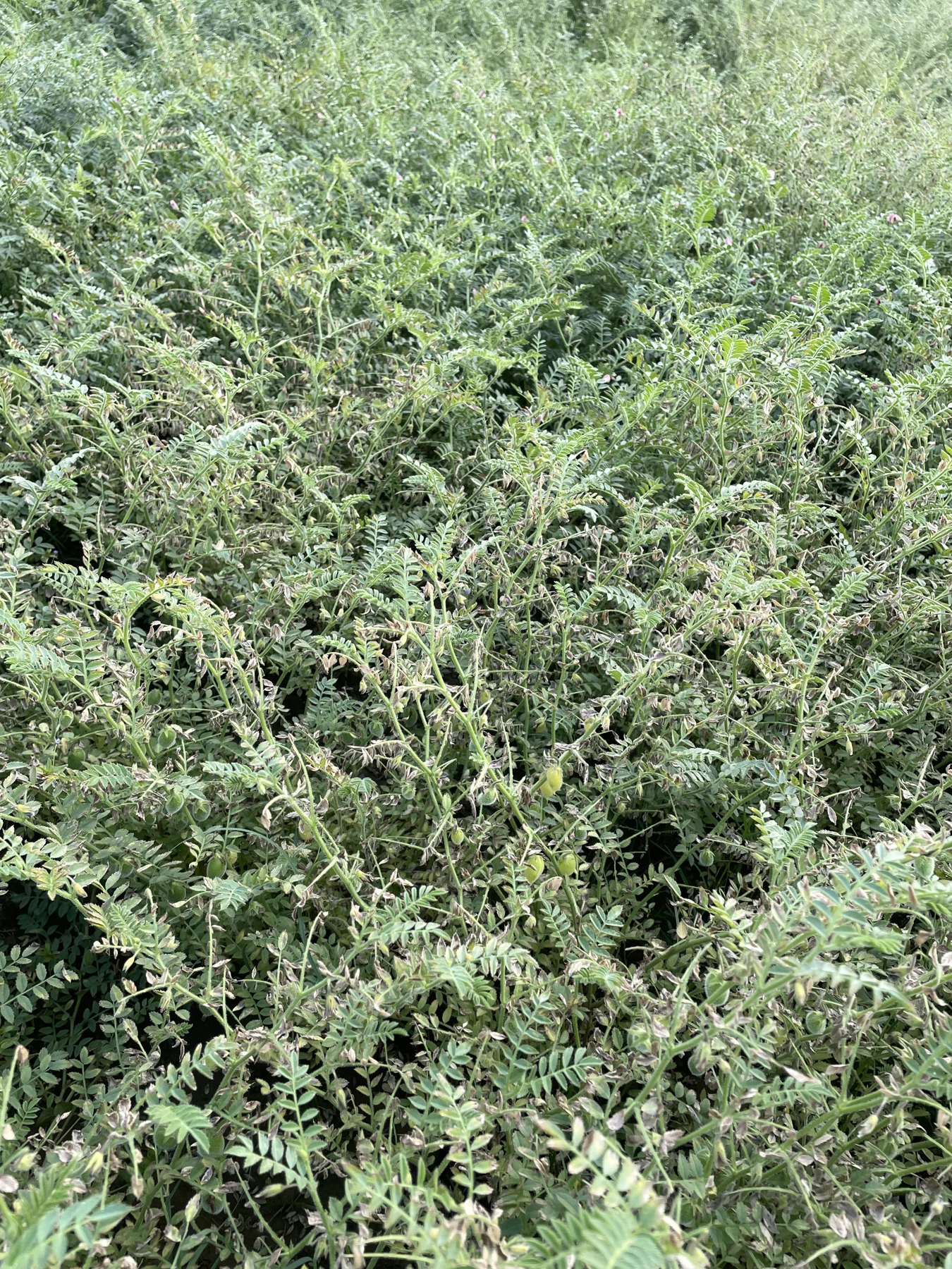 A closer look at the flowering crop.