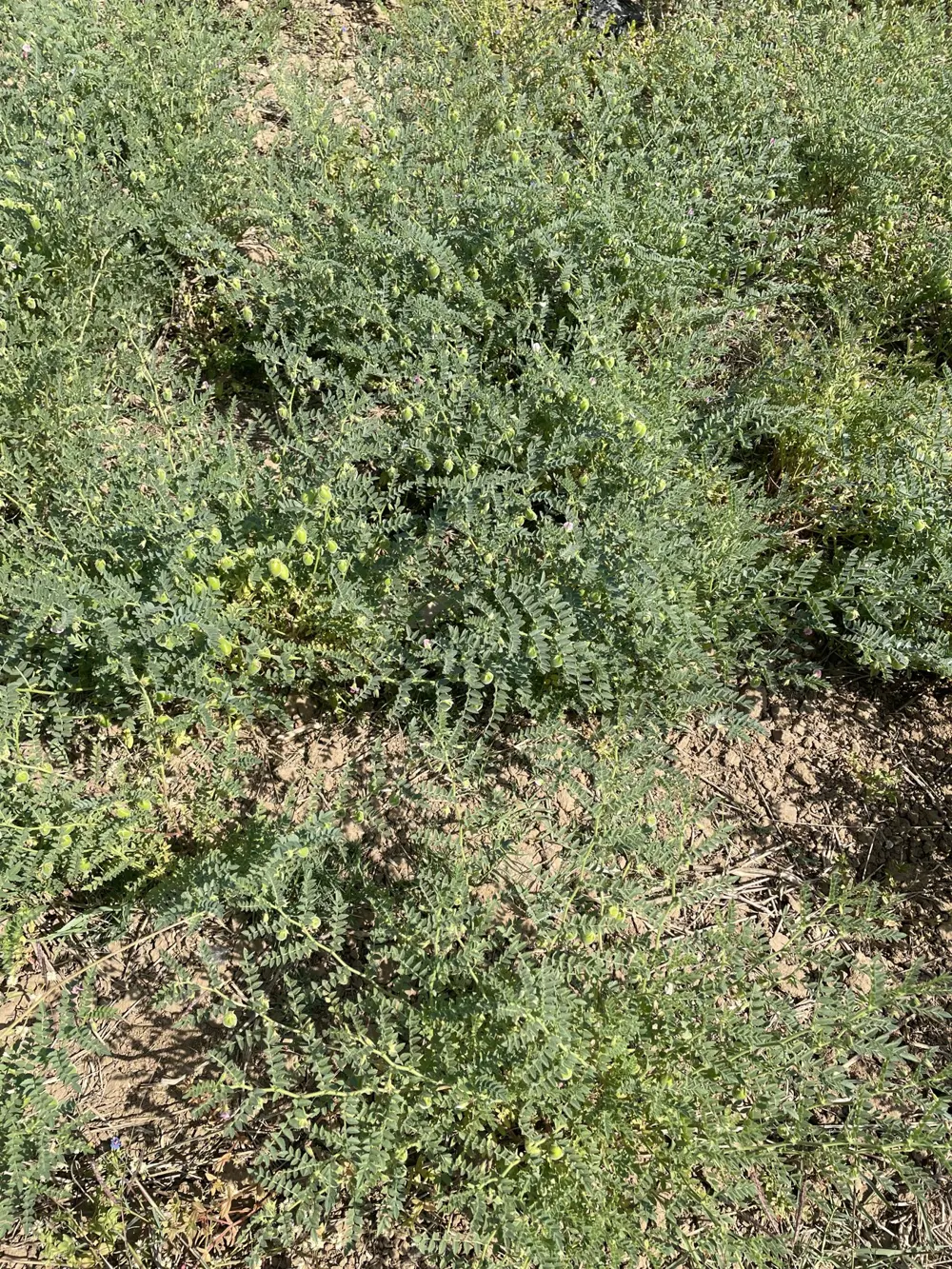 Chana plants spreading over the soil.