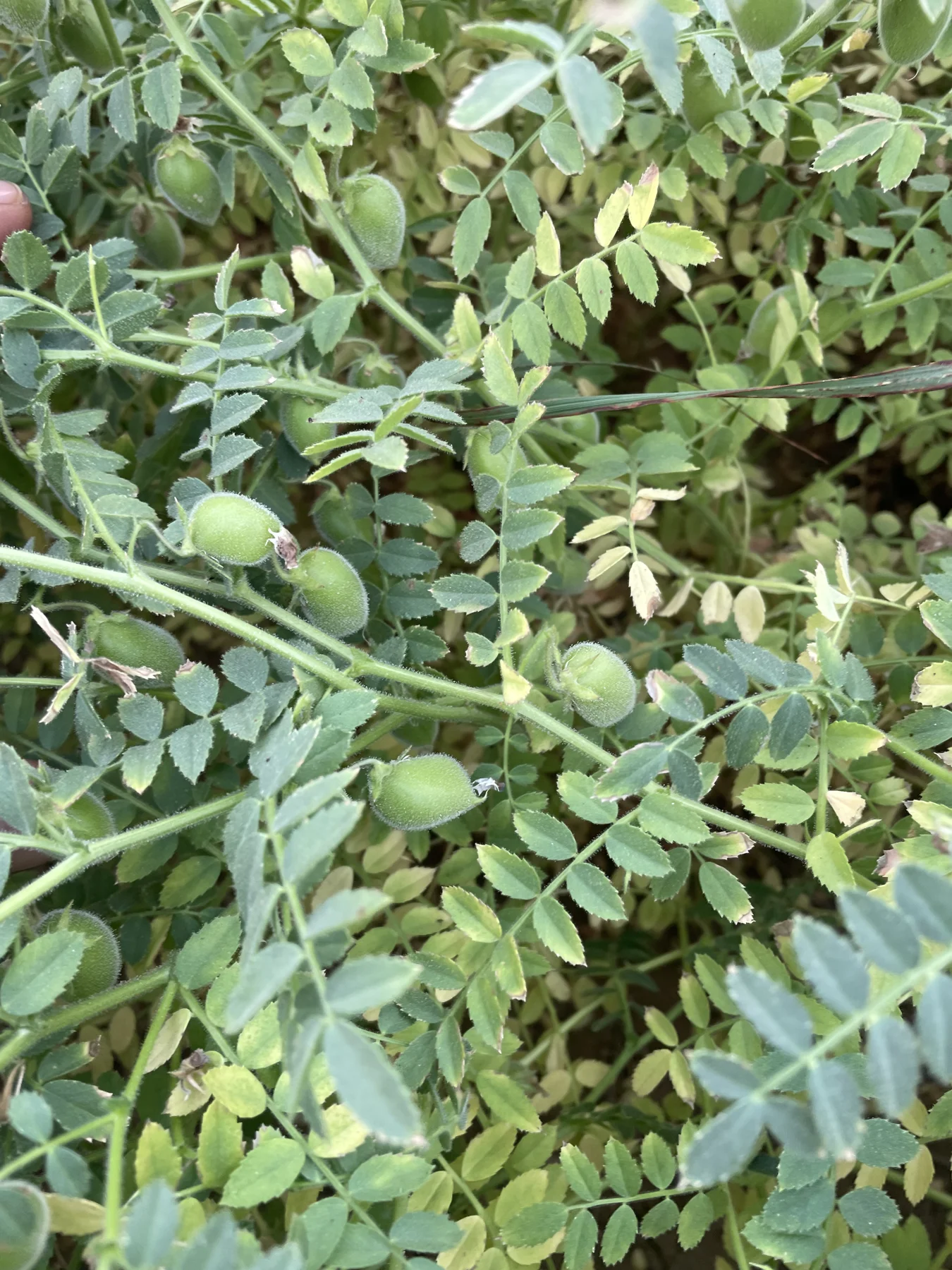 Pods among the leaves