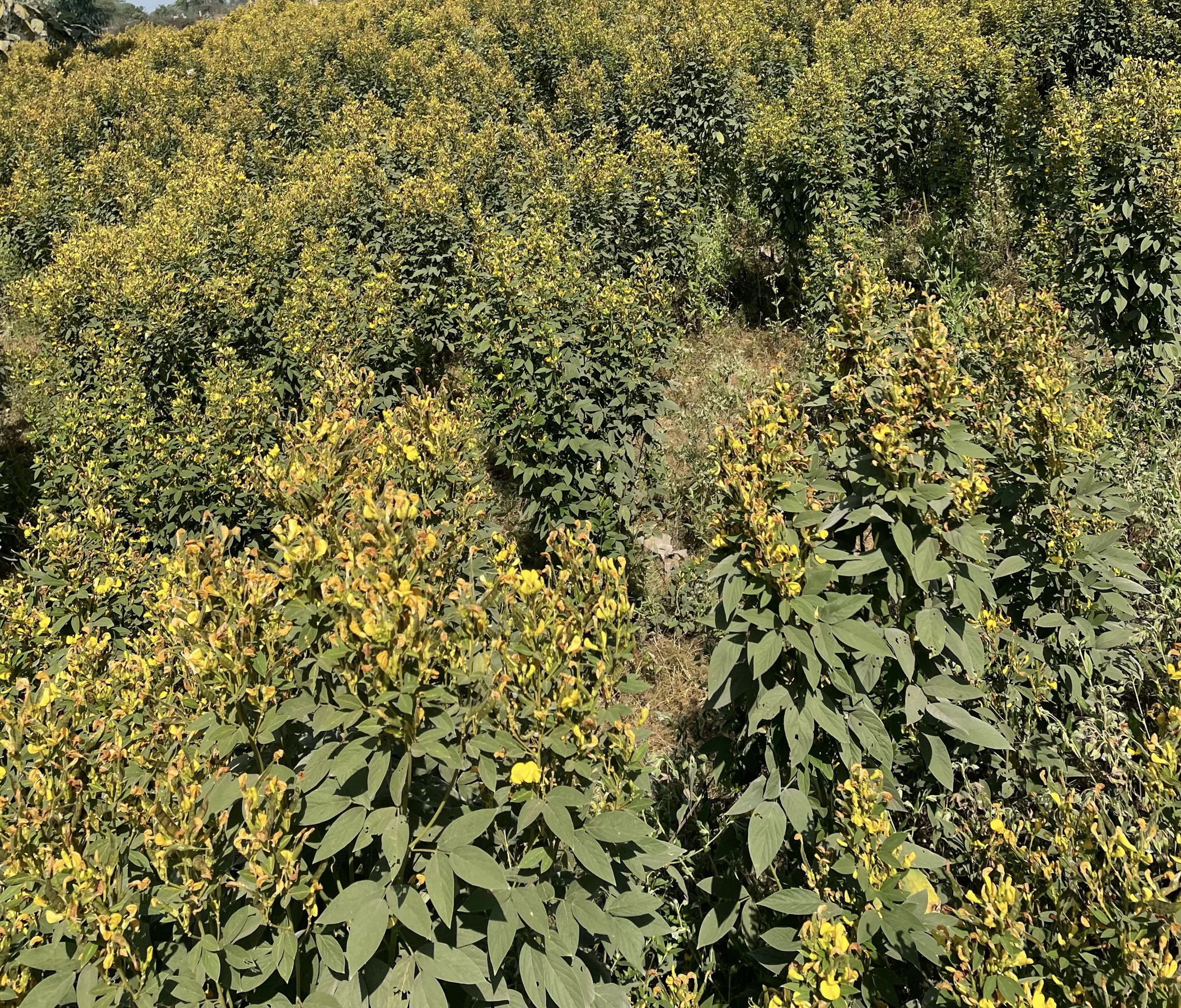 Flowers across the field