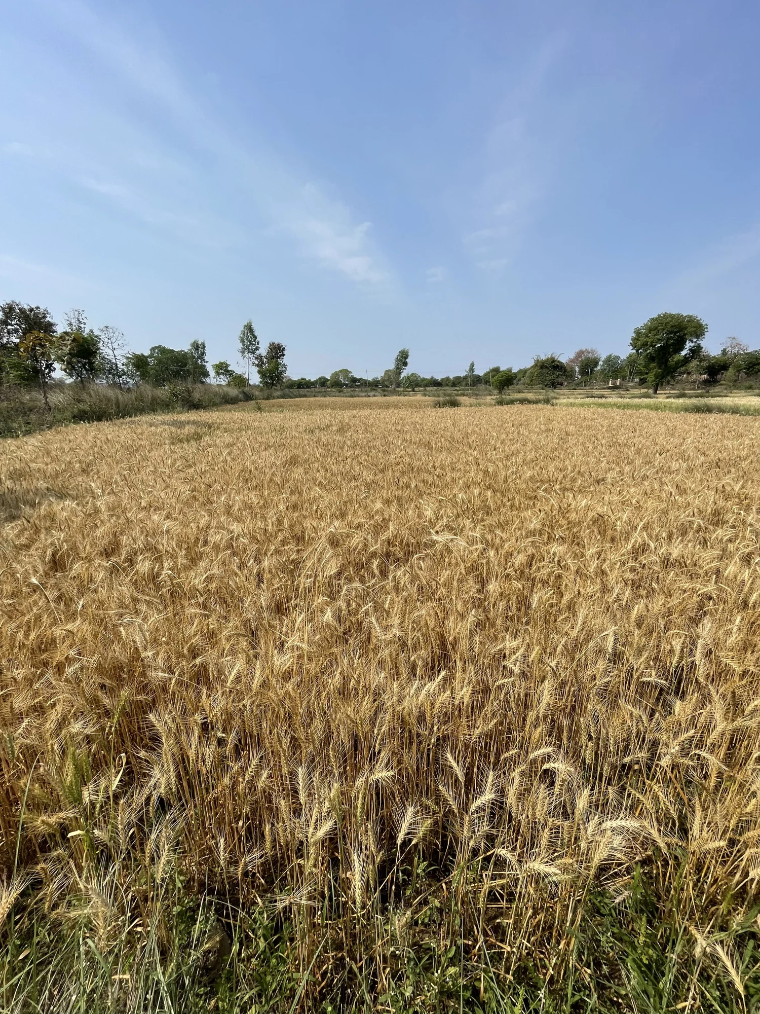 A golden cereal field under a blue sky.