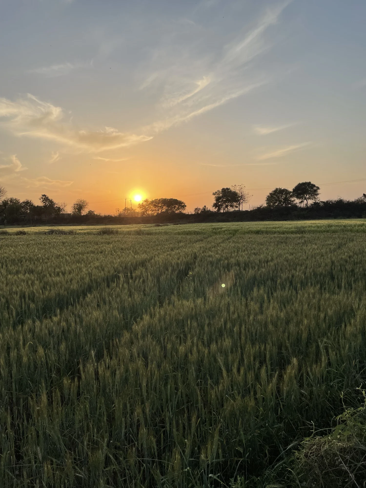 Low golden sunlight over a green farm field, with trees along the horizon.