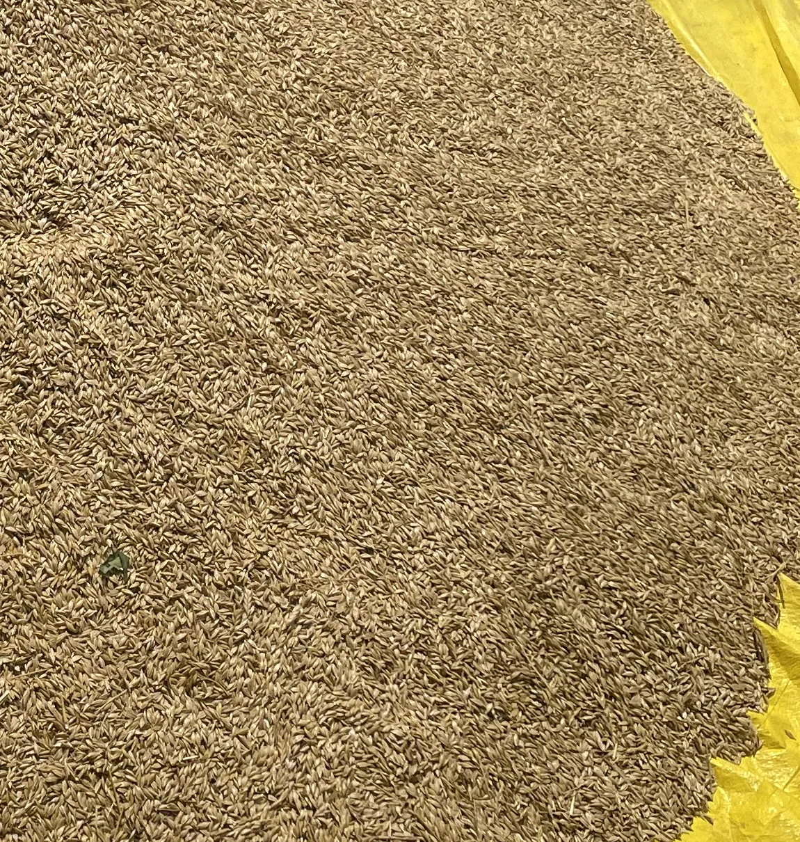 Hulled Khapli grain collected on a yellow tarpaulin.