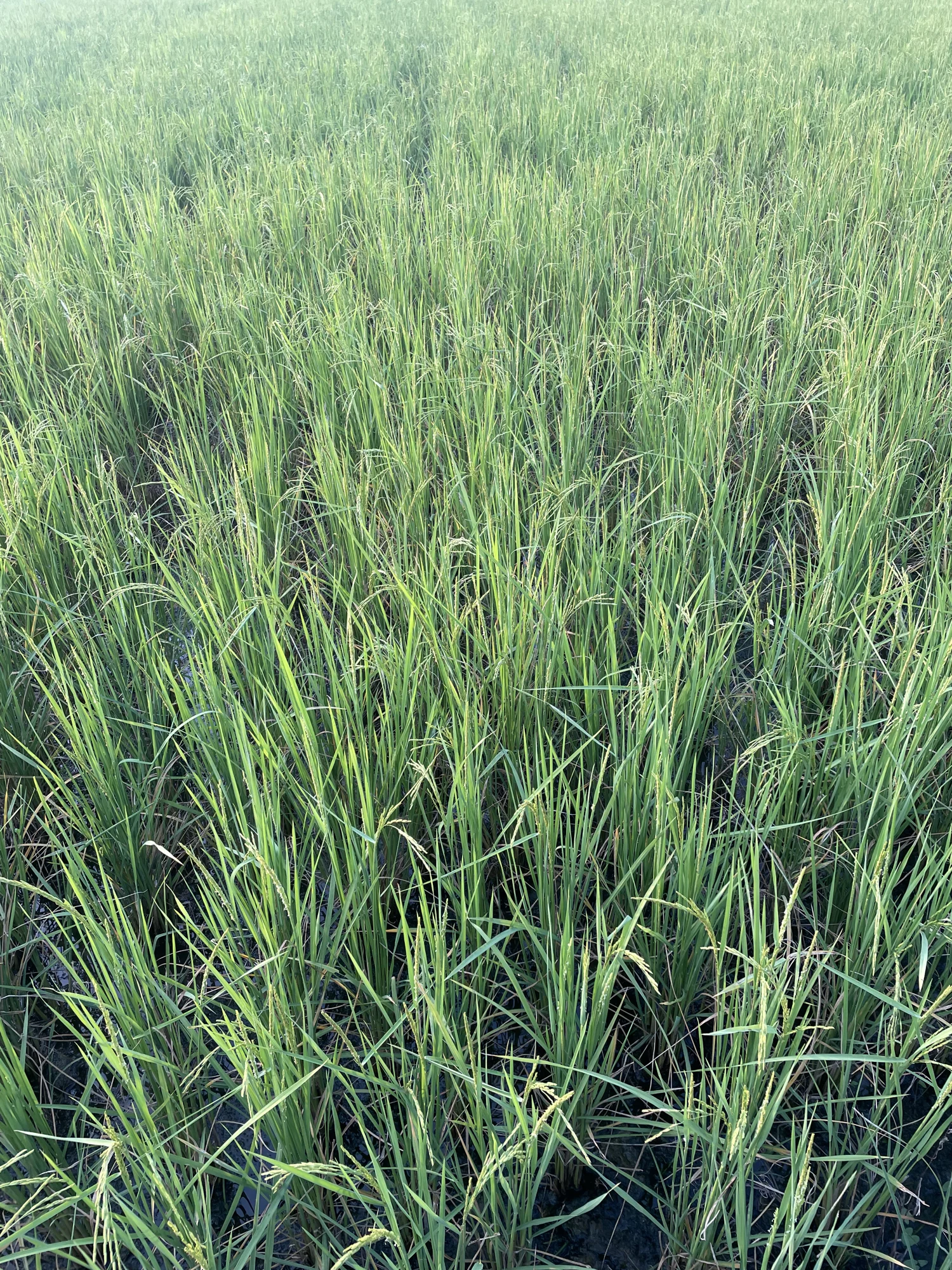 Rice leaves across the field.