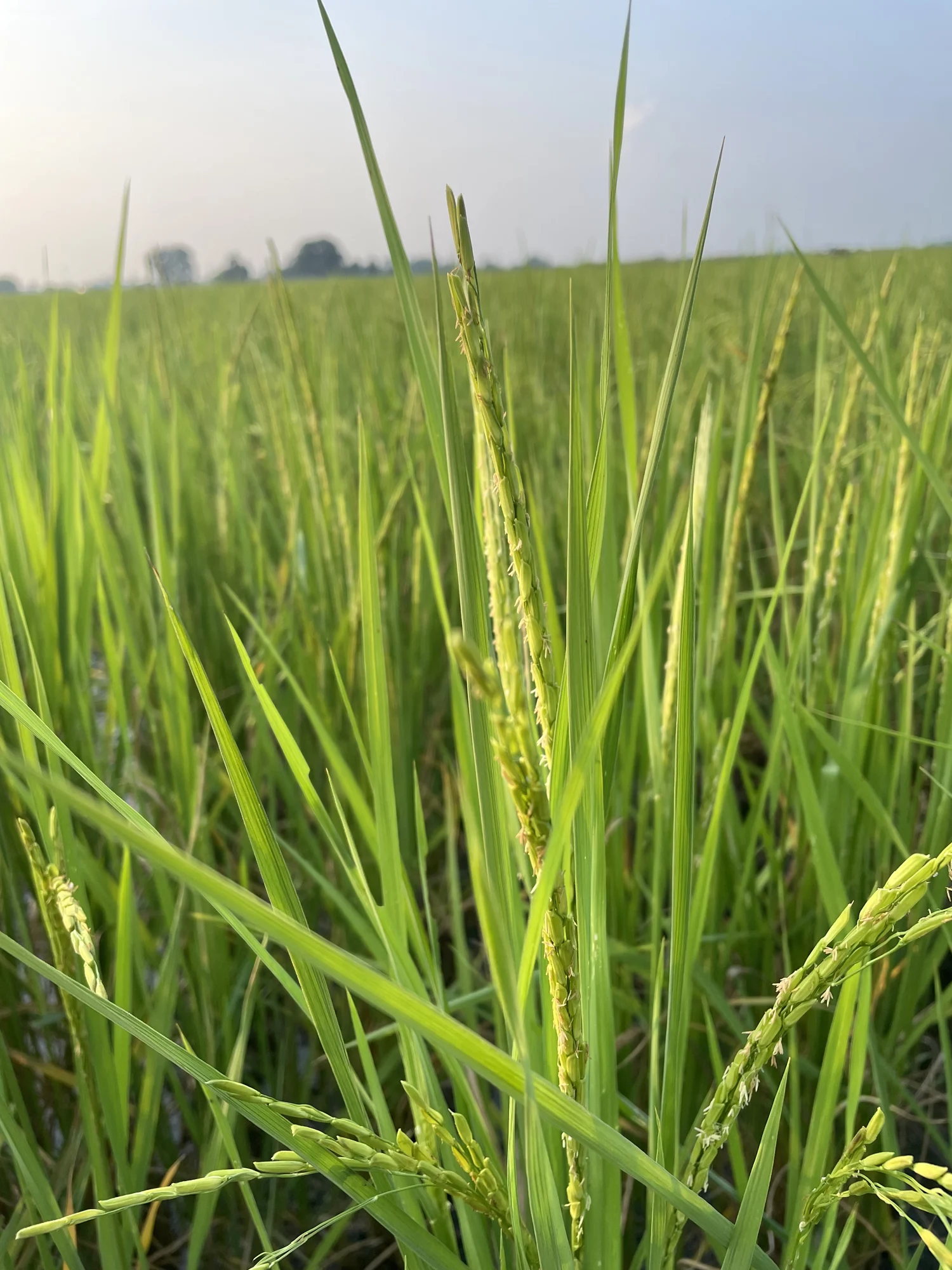 Rice panicles among green leaves.